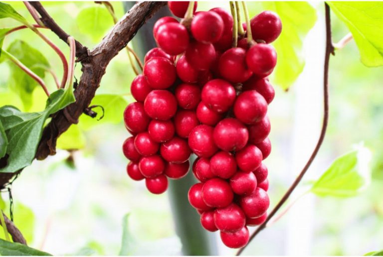 Ways Schisandra Extract Powder Can Enhance Your Well-Being