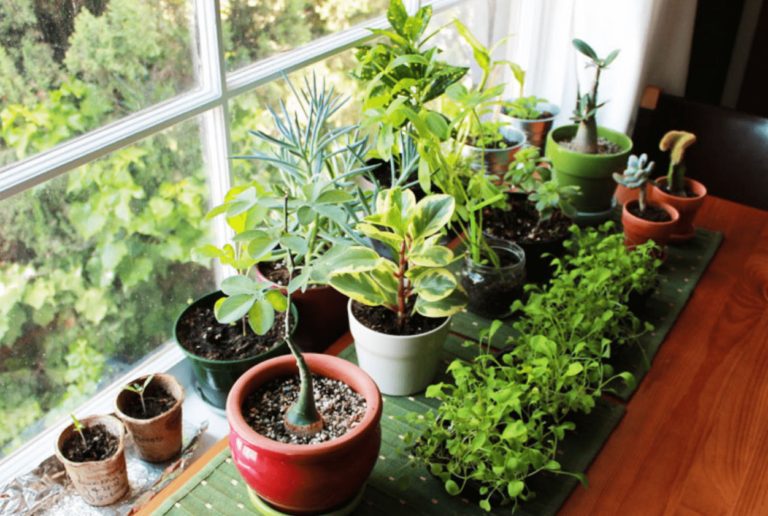 Vastu Plants for Home to Spread Health, Happiness & Prosperity