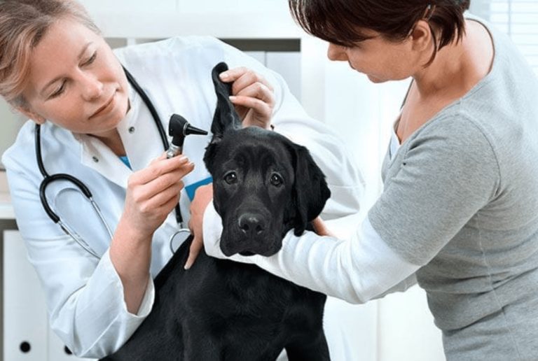 What Should You Look for in a Vet Clinic?