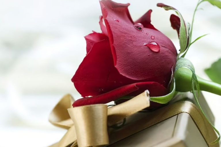 Which Roses Make The Best Gifts?