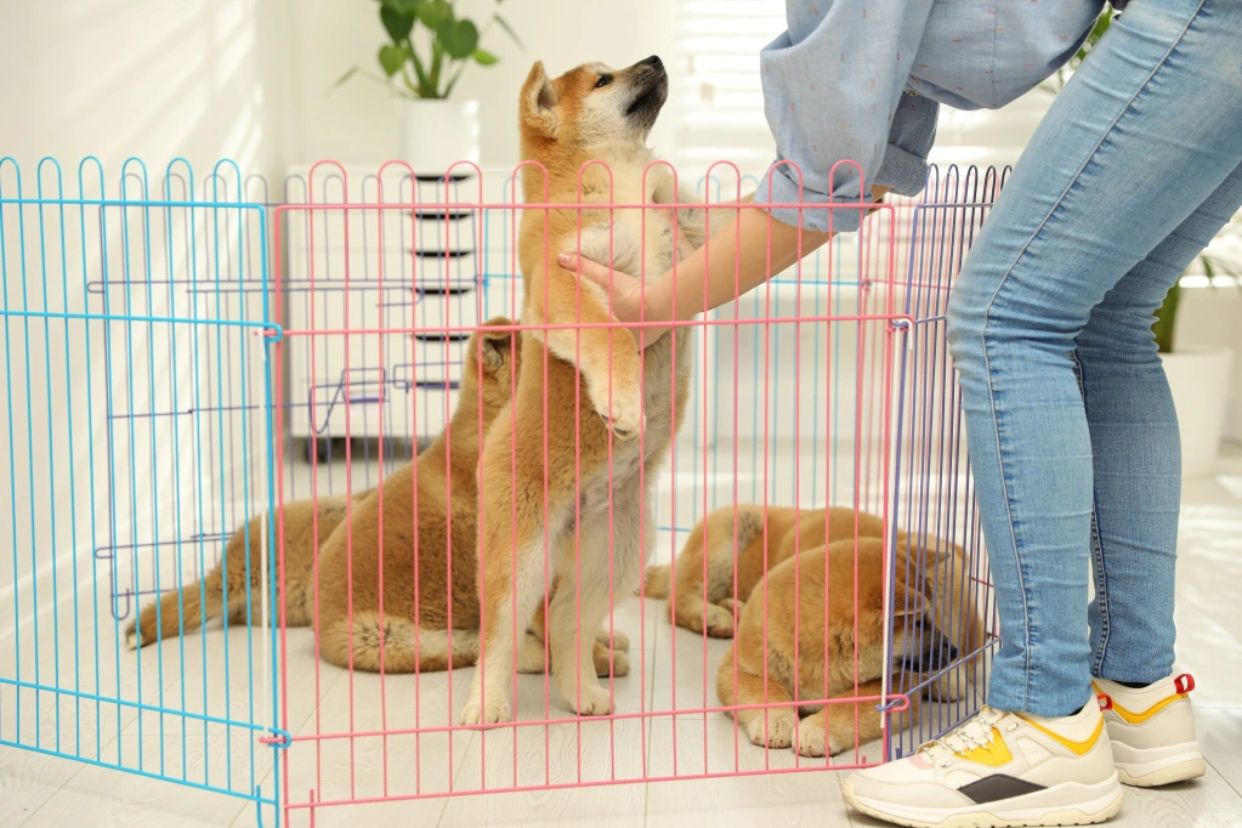 Training Games That Will Help Your Pooch Love His Crate