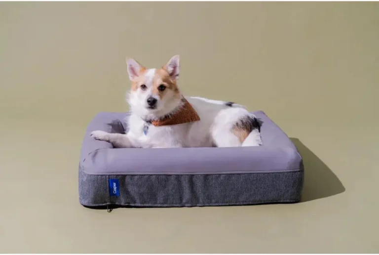 Get the Best Quality Designer Dog Beds Online